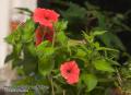 _IGP5848 red flowers